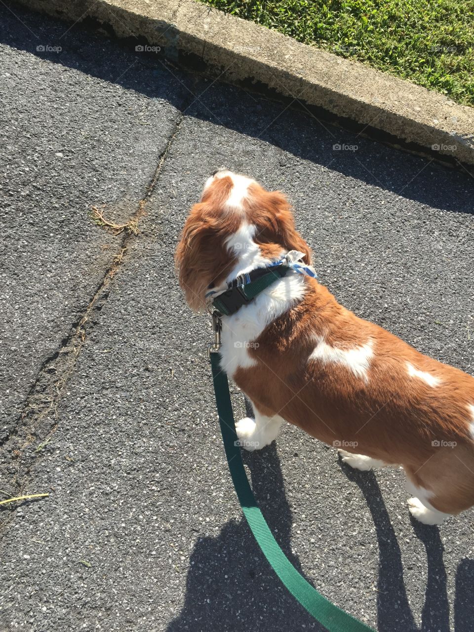 No Person, Dog, Mammal, Outdoors, Canine