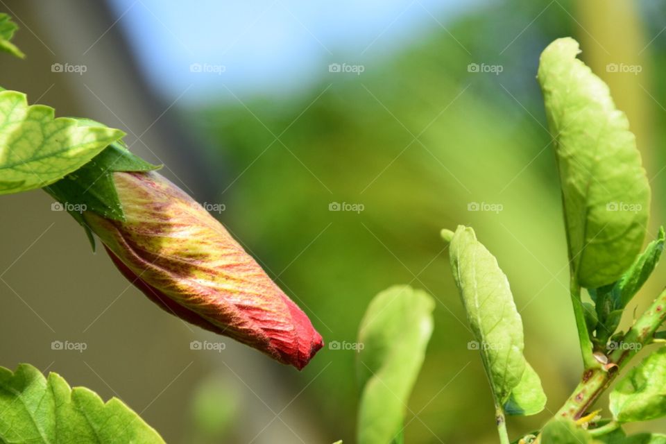 Hibiscus bud