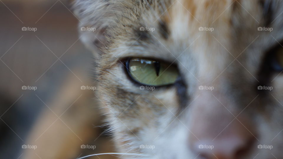 eye cat