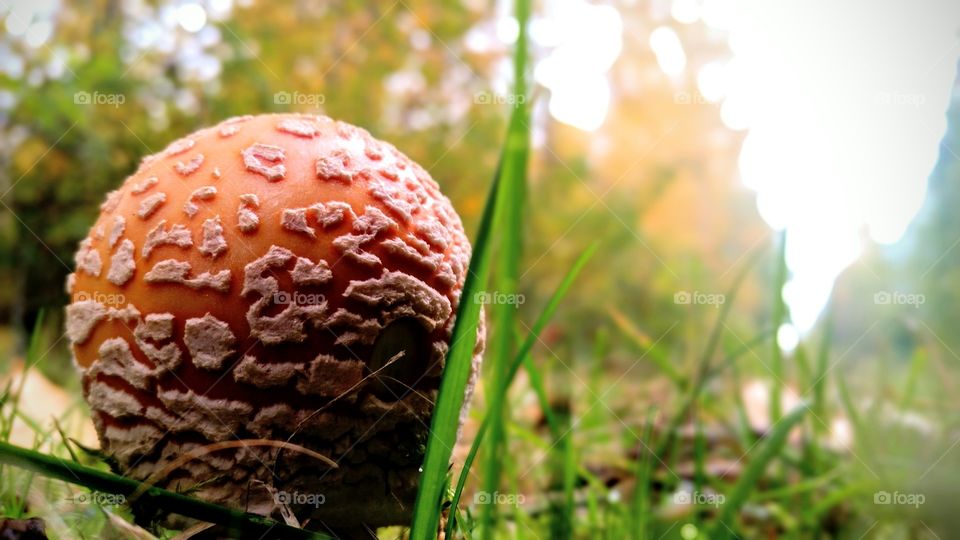 Red Mushroom