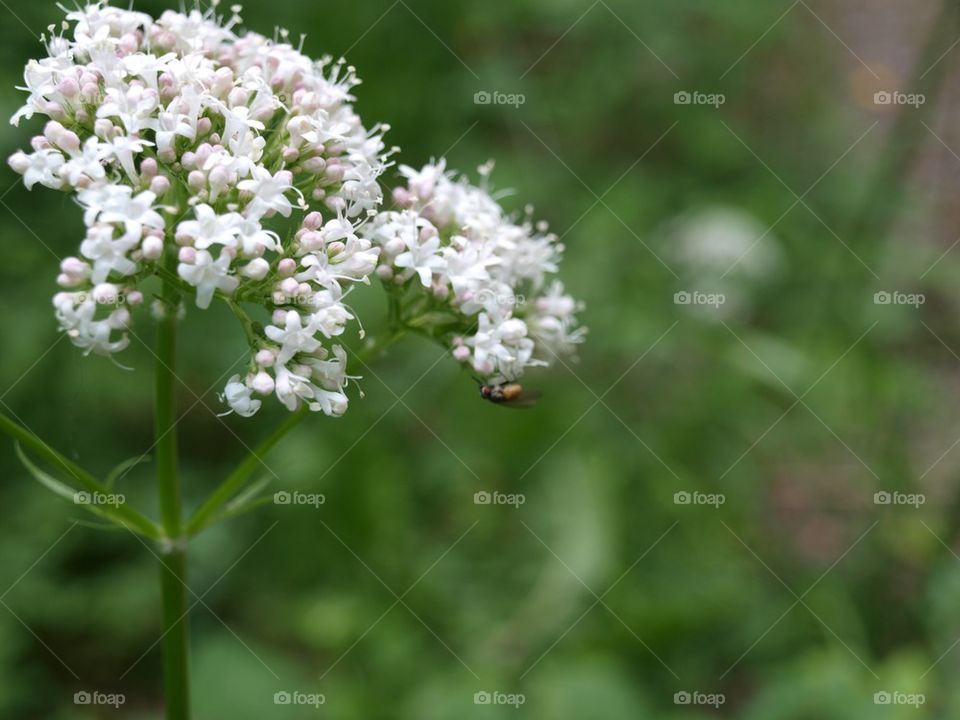 Fly on a flower