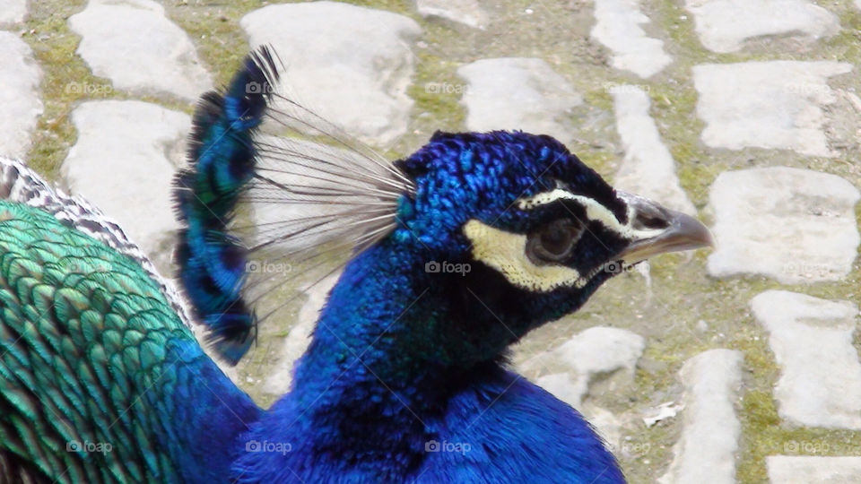 blue bird feathers head by riverracer