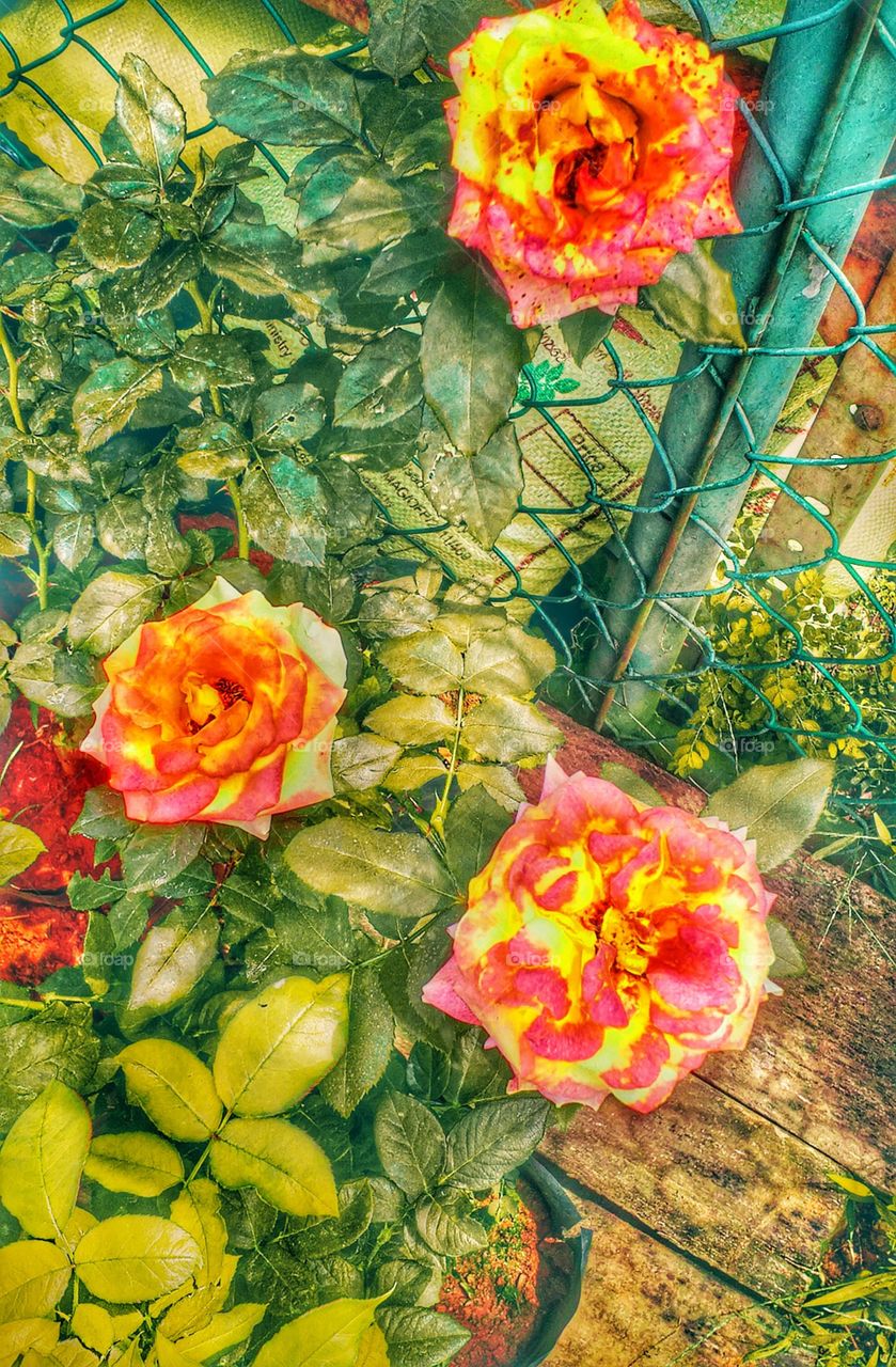 beautiful three roses in the garden