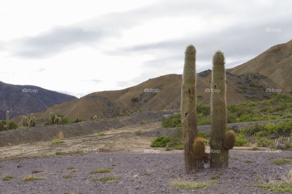 Cactus in the Atacama Desert.