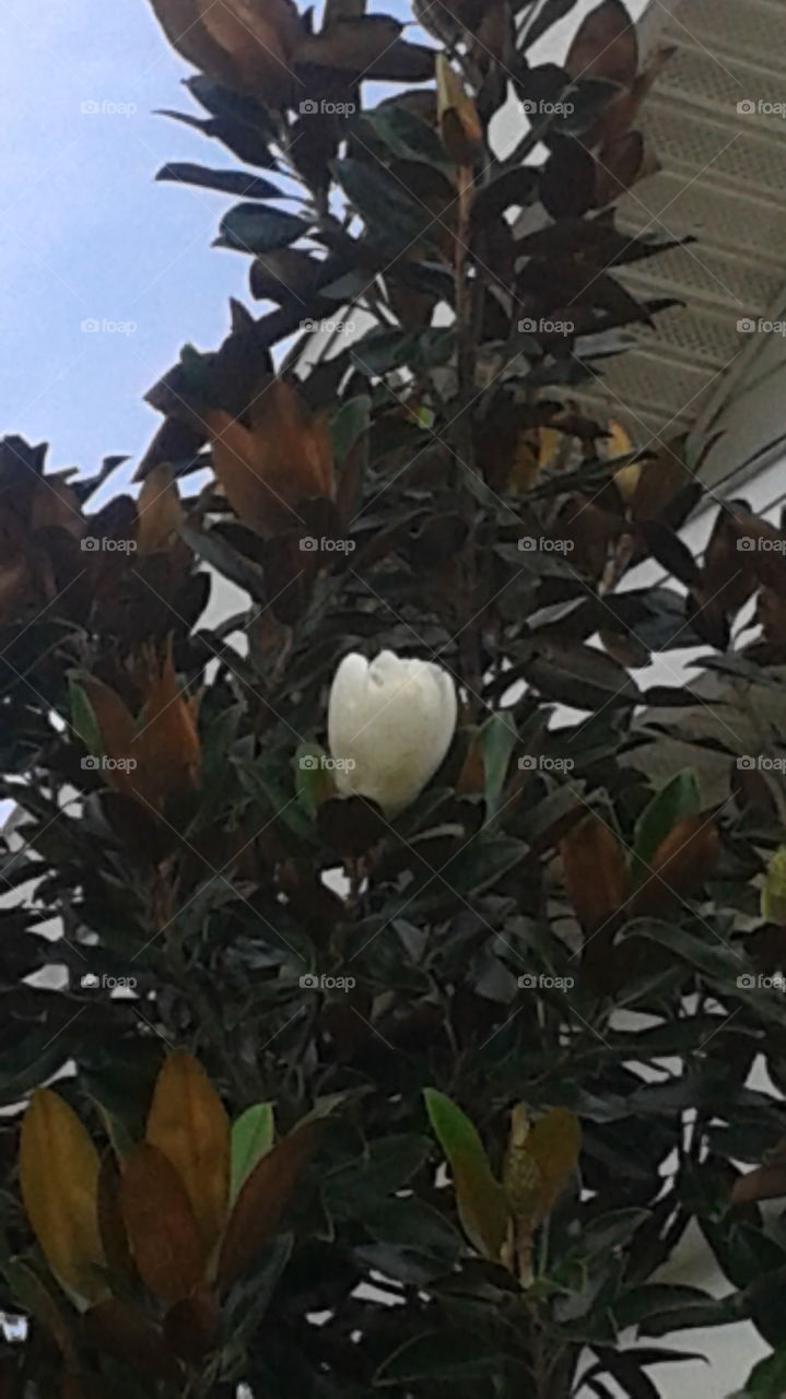 Magnolia Flower. Flower growing at our church.