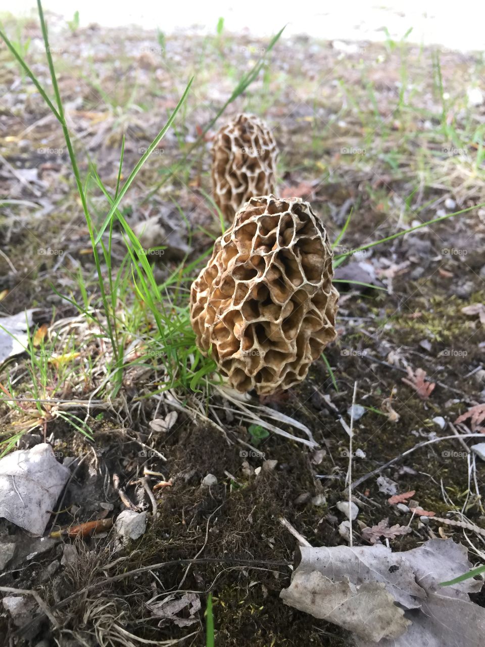 Morel mushrooms 