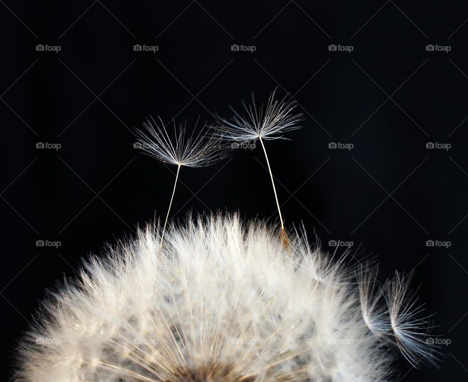 dandelion