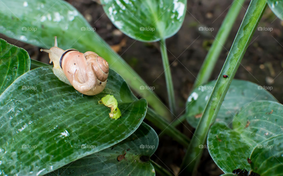 Garden snail carrying baby snail on the back of shell on wet hosta leaf in garden on a rainy day beautiful nature and animal background photography