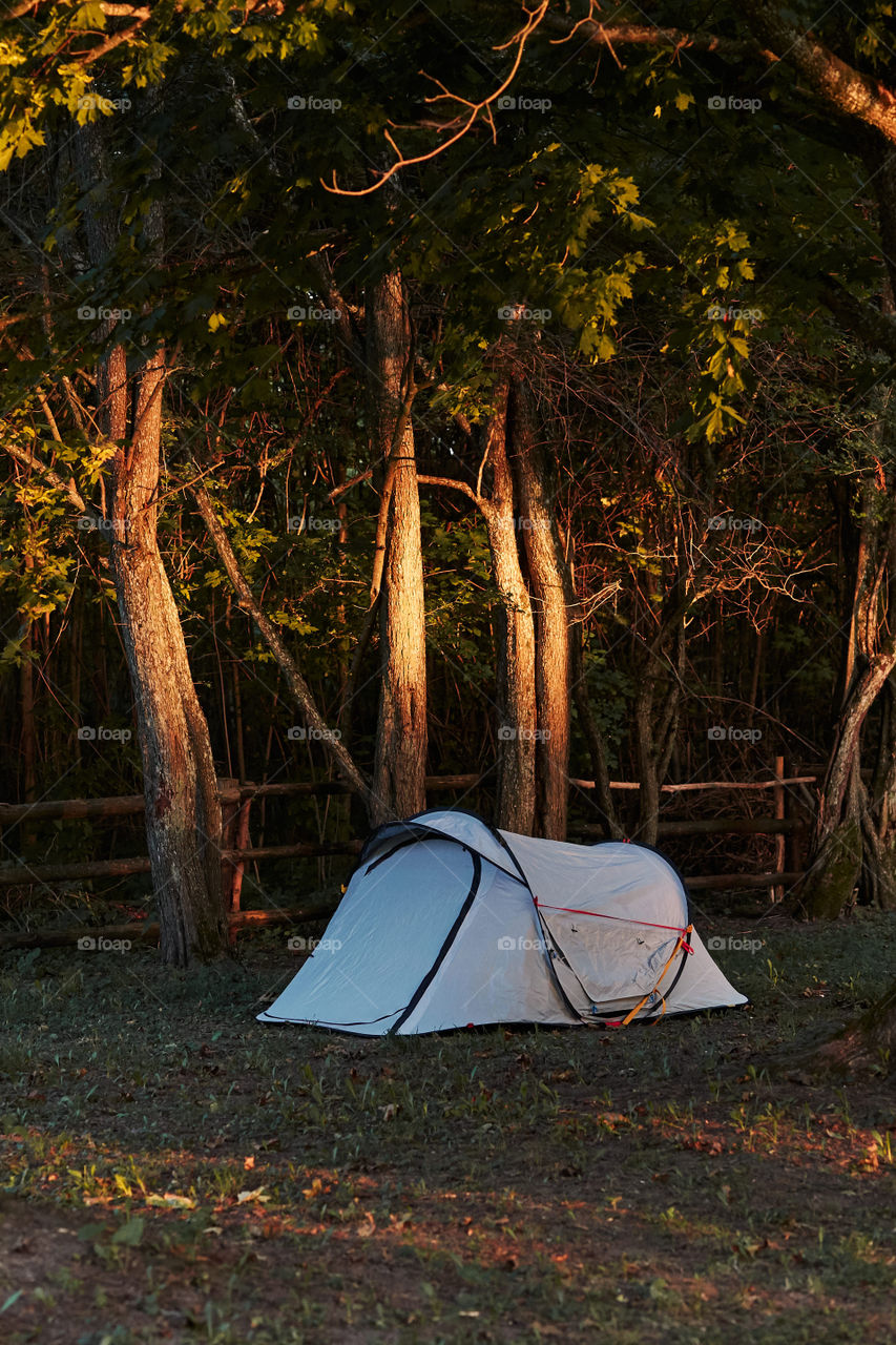 Tent among the trees on camping in forest at sunrise. Candid people, real moments, authentic situations