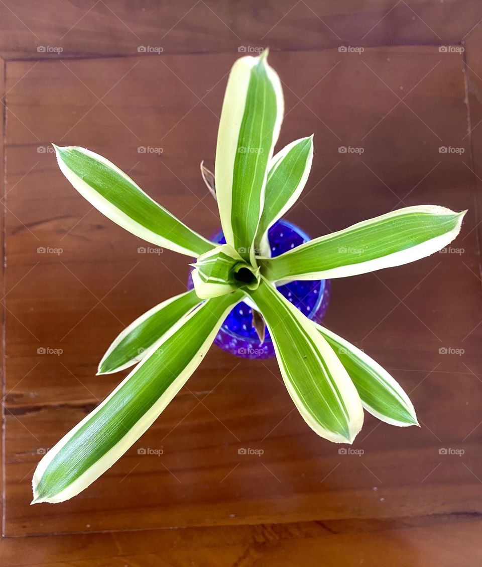 triangular leaves in a pot