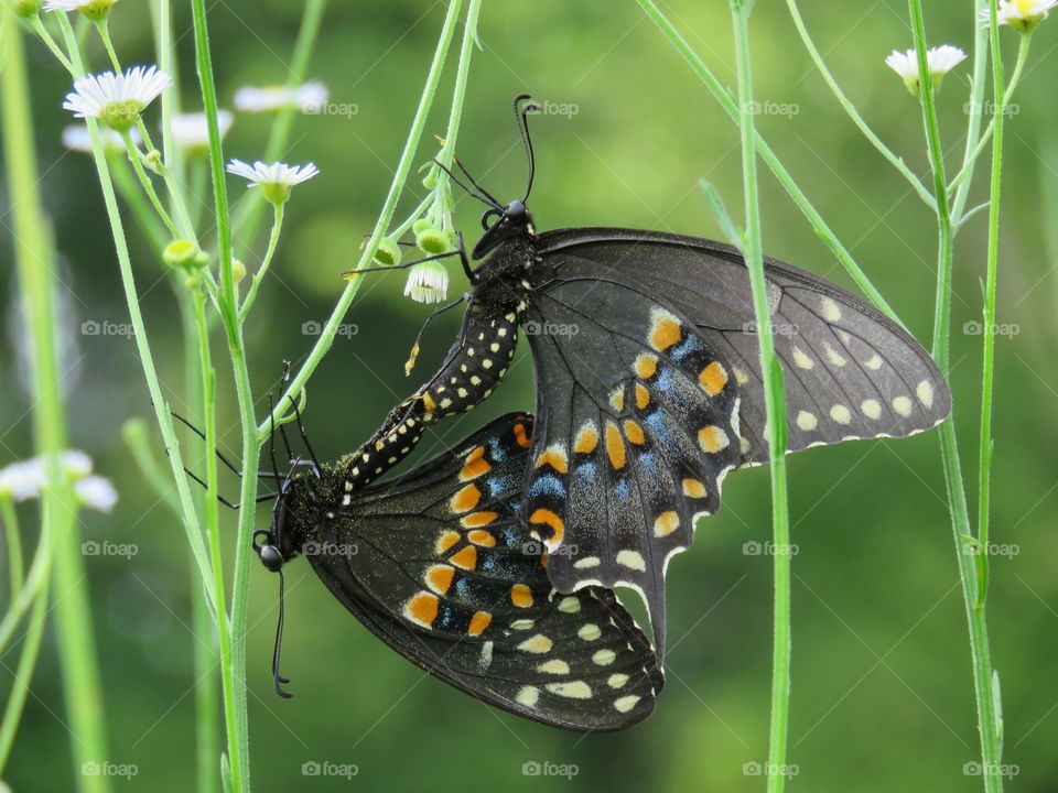 black swallowtails