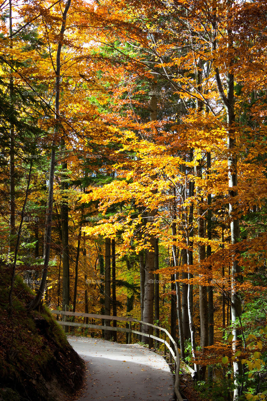 Fall foliage