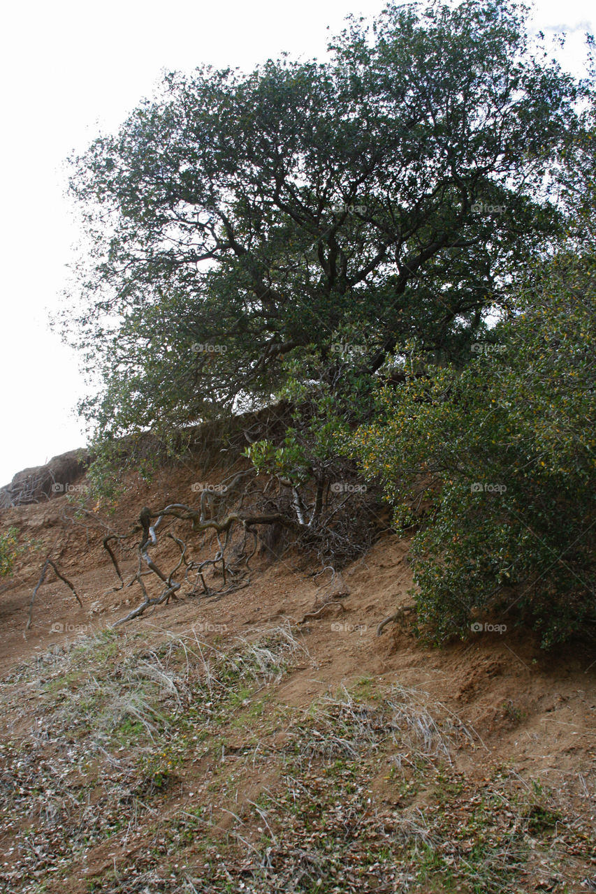 Tree on the cliff 