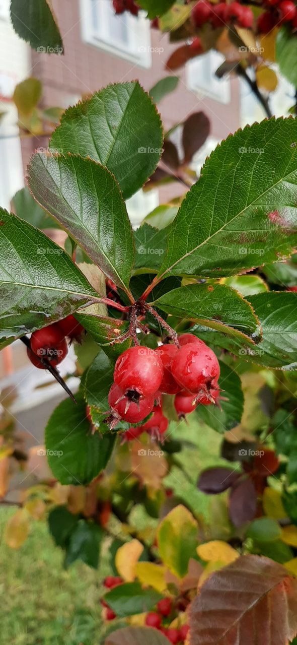 зелёно- красный.