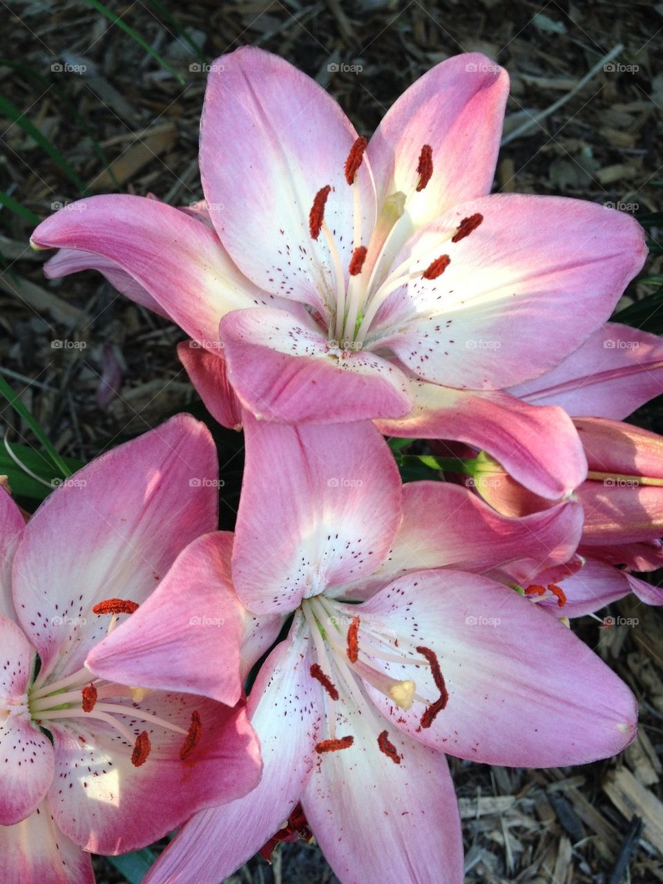 The Neighbor's Lillies 2