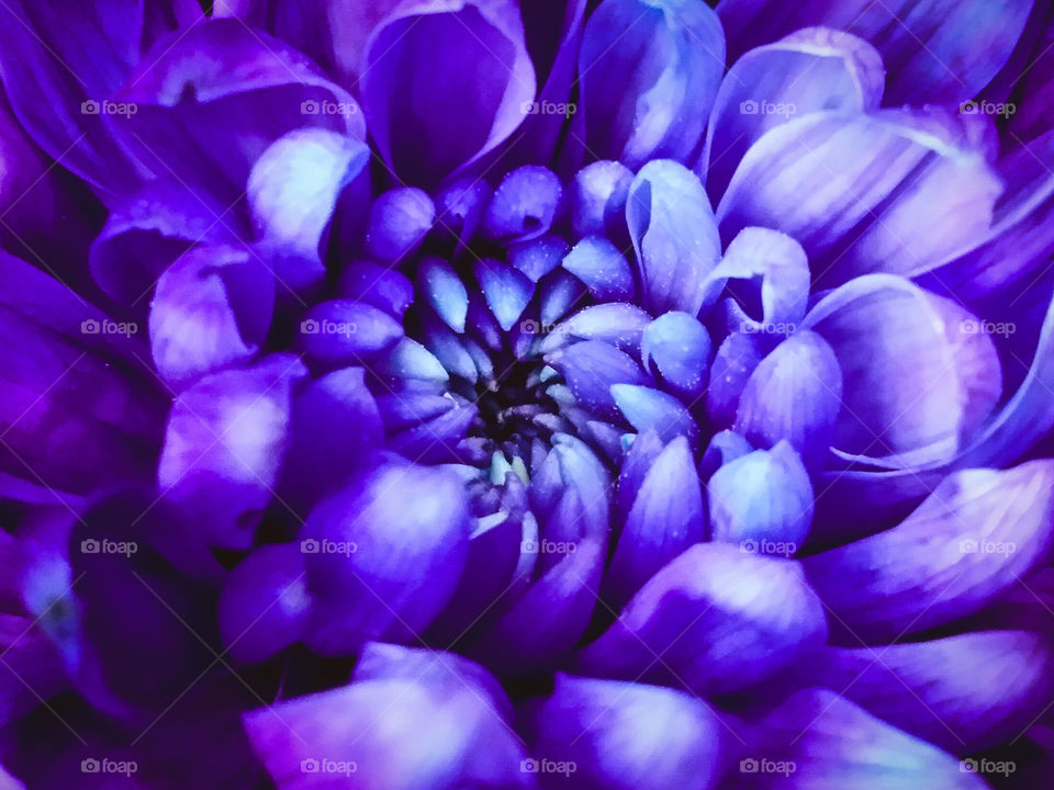 Purple Flower Closeup