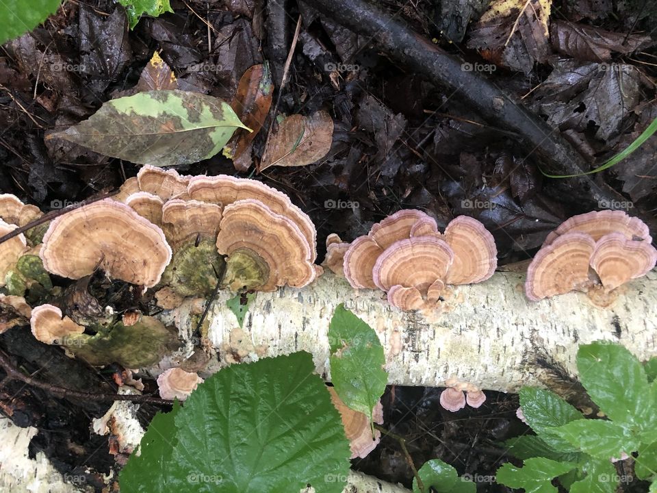 Wild Mushrooms growing on a Birch log