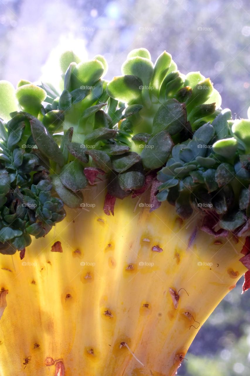 Red flecked succulent