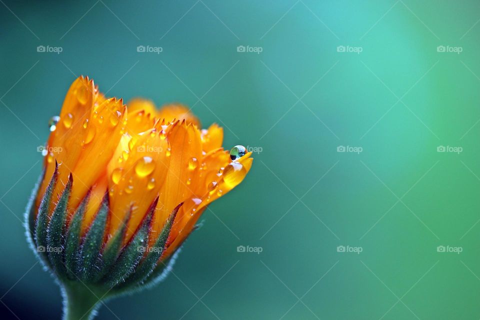 Beautiful orange colour flower