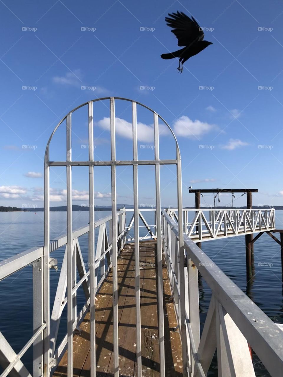 Crow Takes of Sidney Harbour Pier 