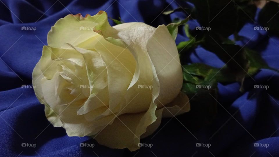 White rose on a blue background