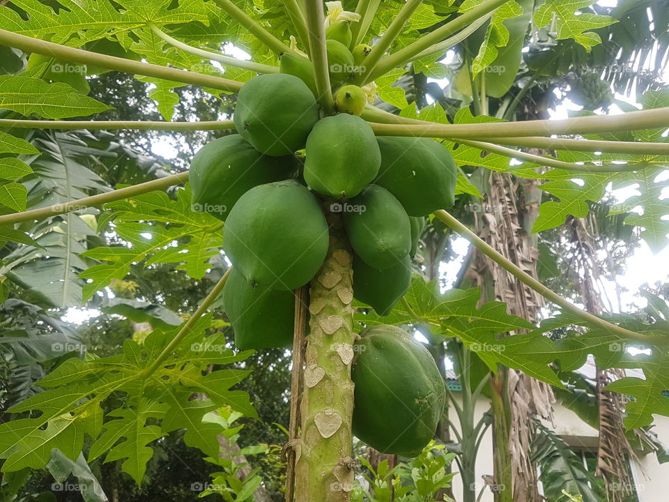 Papaya tree image