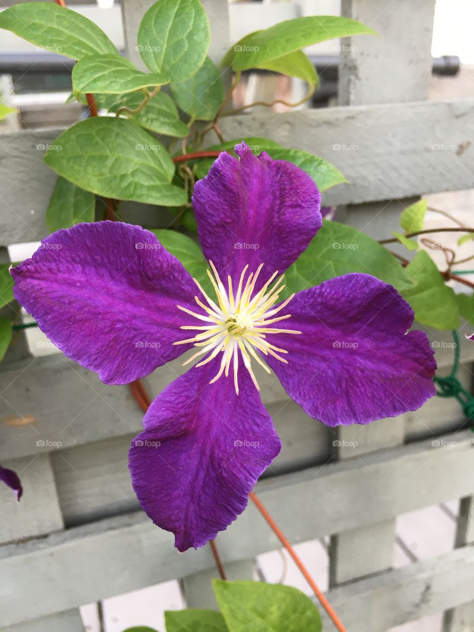 Purple clematis with four petals 