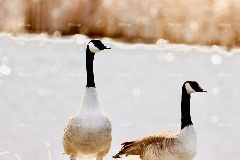 Gorgeous pair of geese at sunset!! 