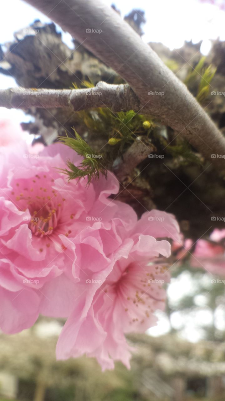 pink flowering fruit tree