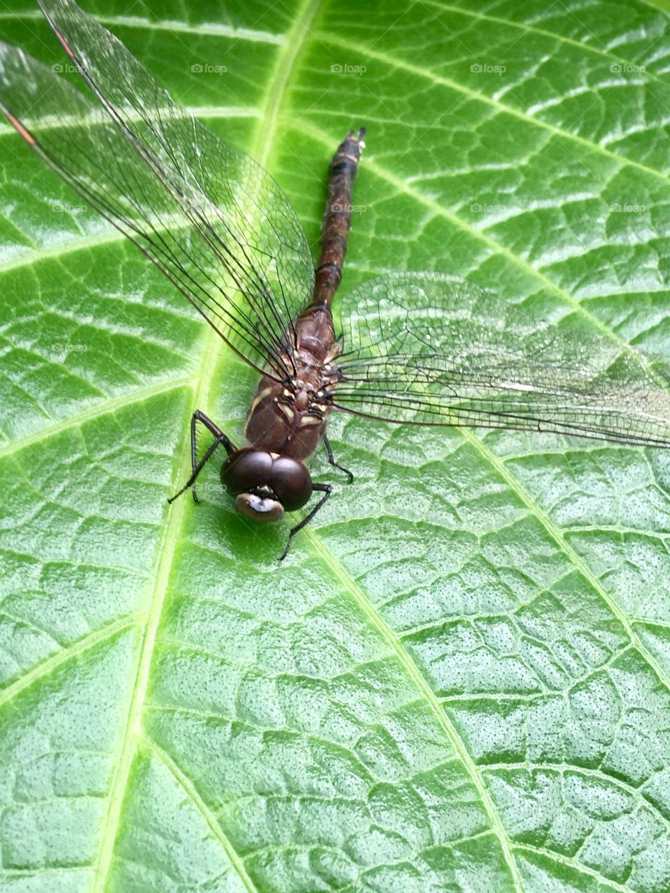 Dragonfly 
