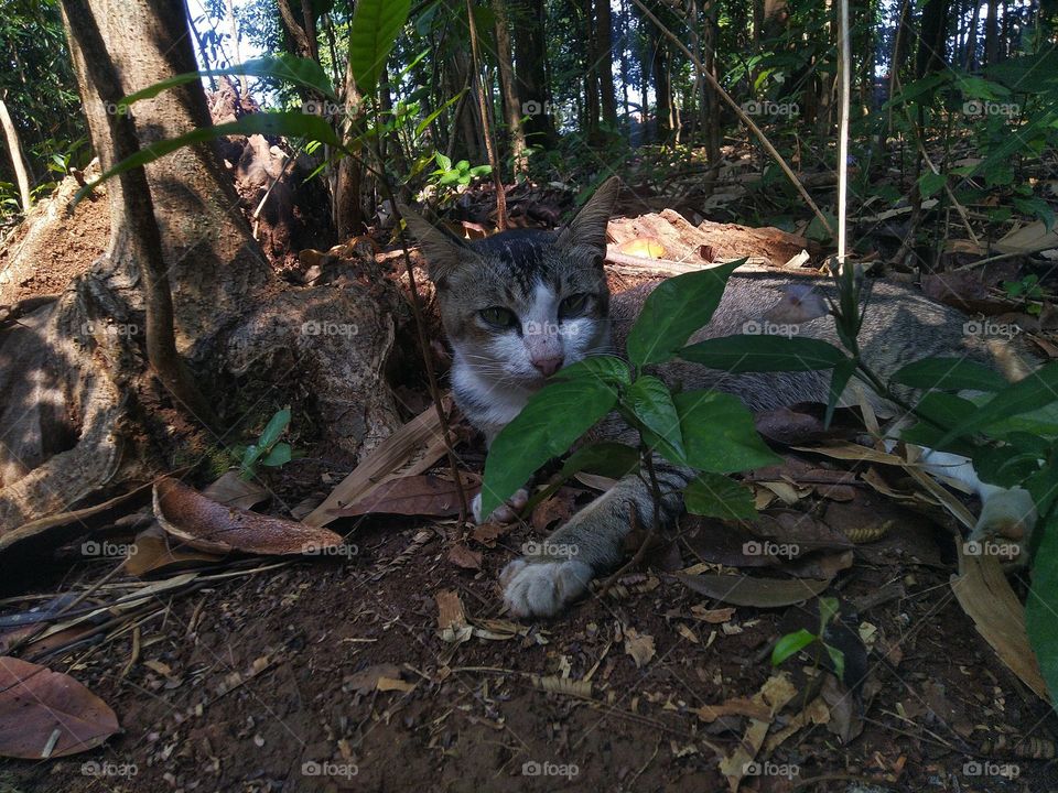 The stray cat is sitting behind the plant