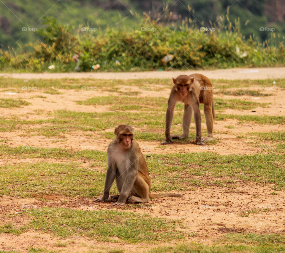 Monkeys living in peace and harmony all together in india they are considered as God for Hindus