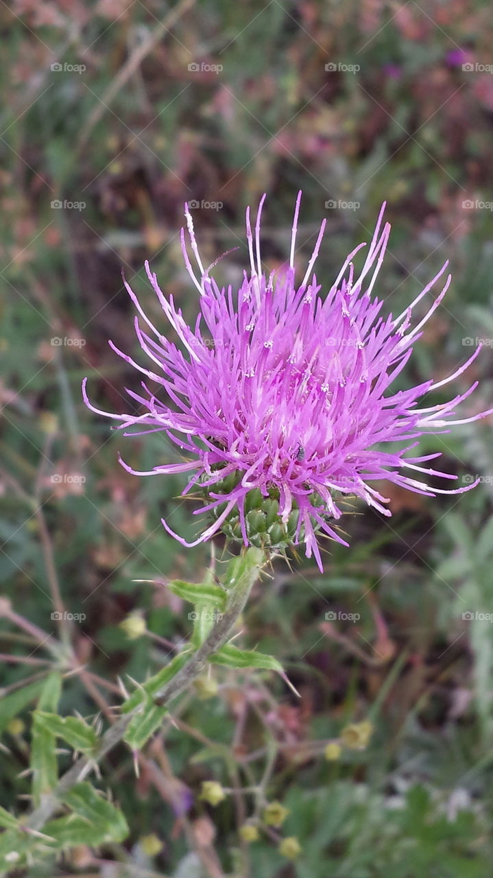 Pink desert flower