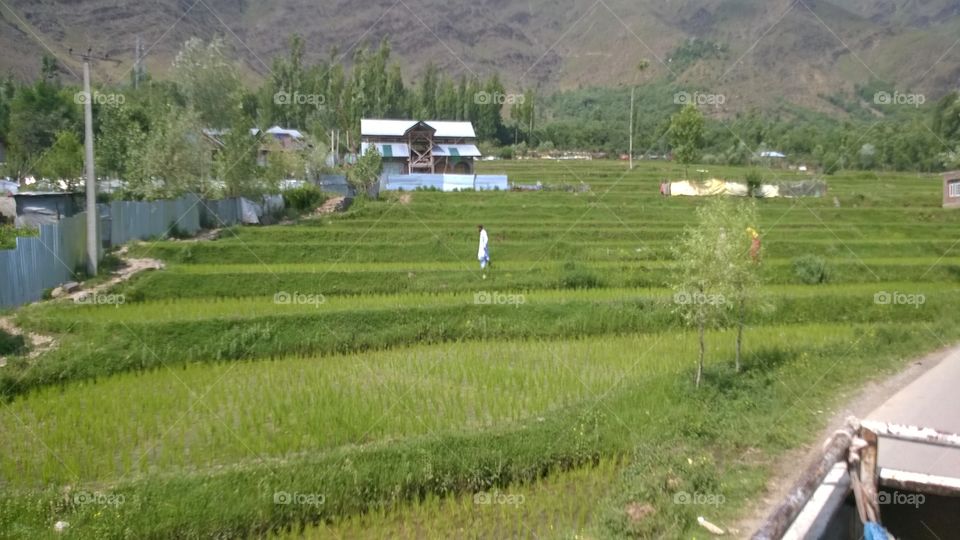 paddy fields