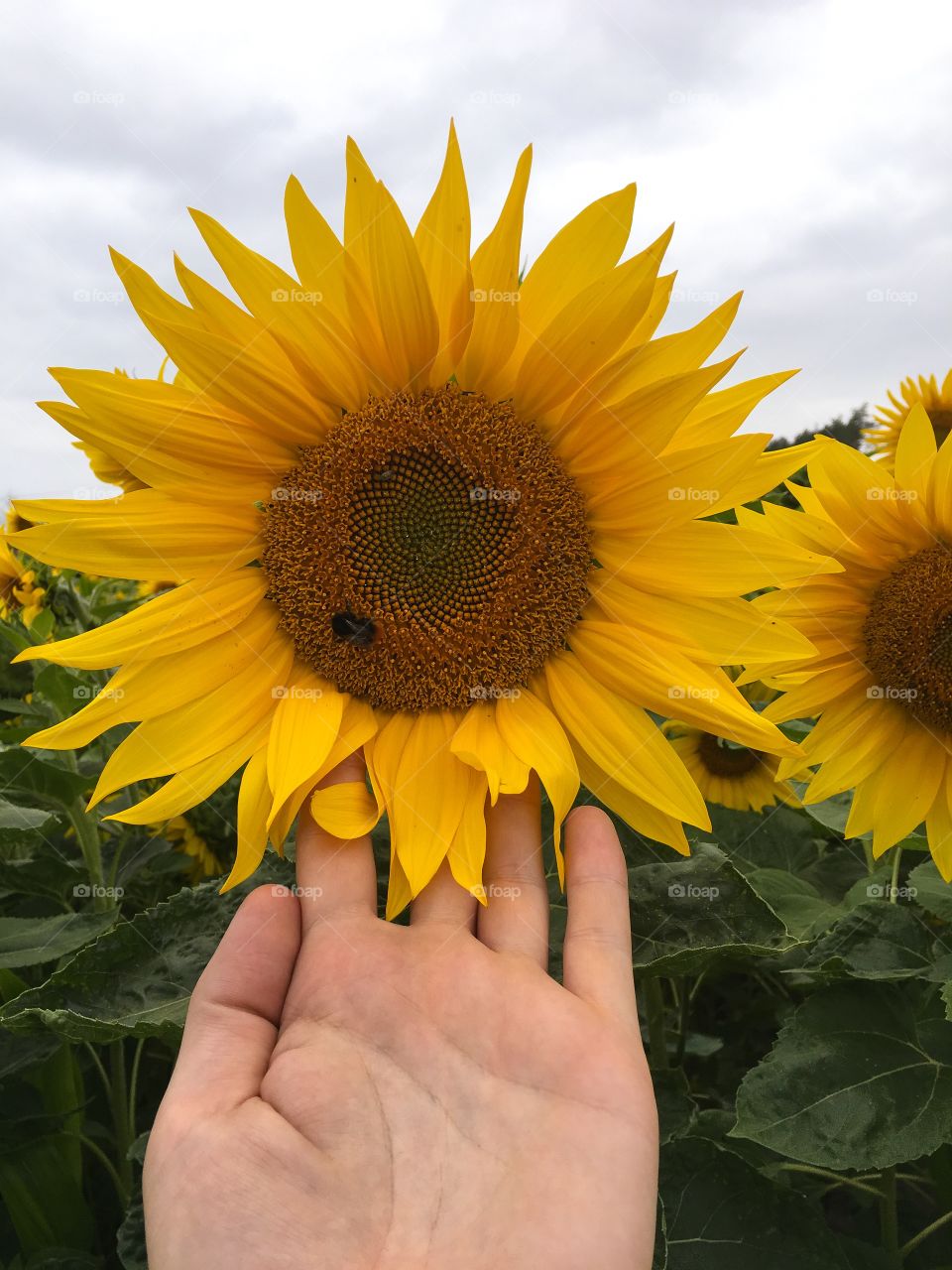 Sunflower, Nature, No Person, Summer, Flora