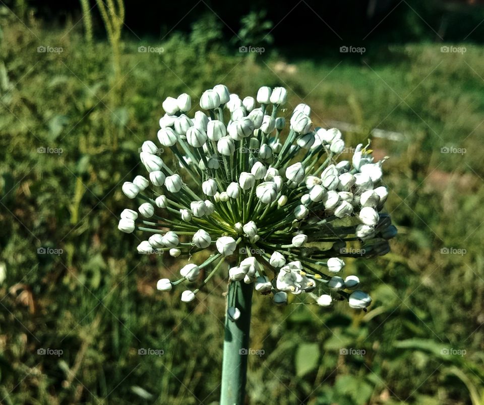 onion flower