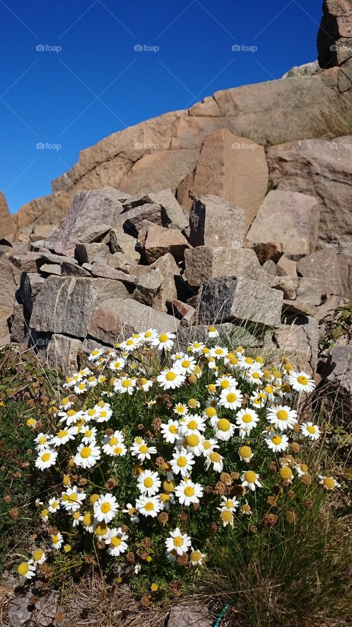 Daisies 