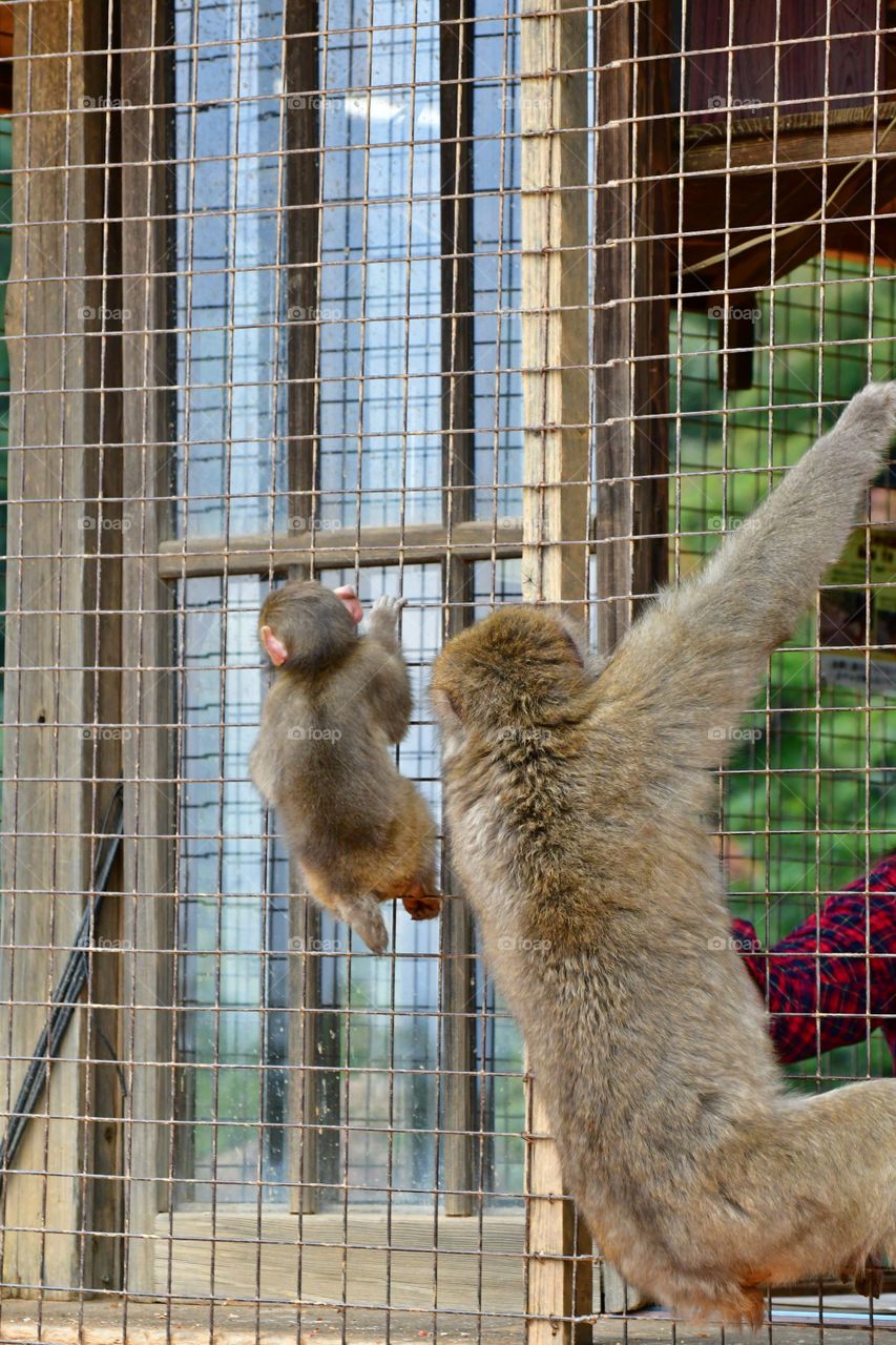 Baby macaque