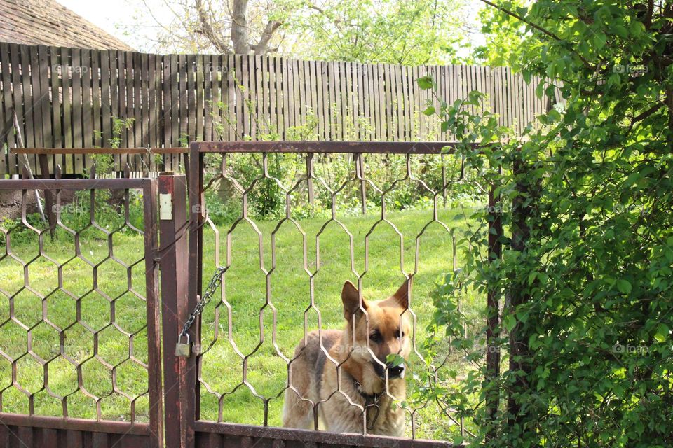 Dog and countryside 💚🐕