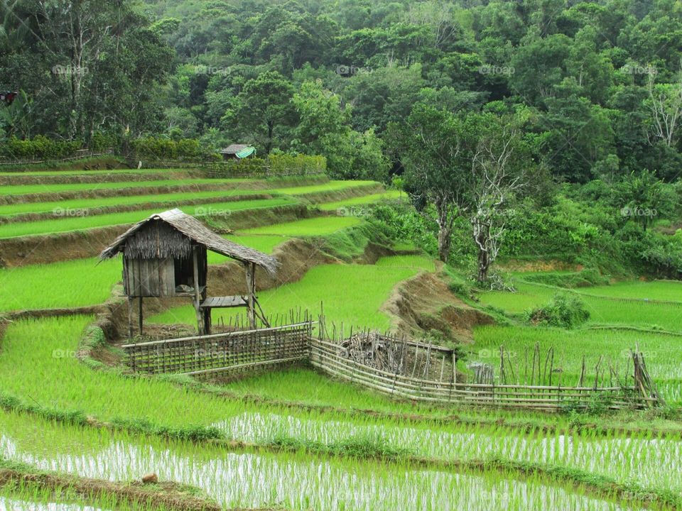 rice fields