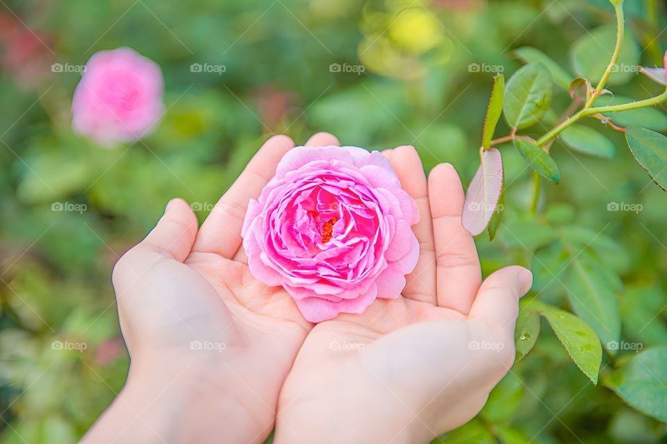 Roses are so beautiful that they don't dare to pick them