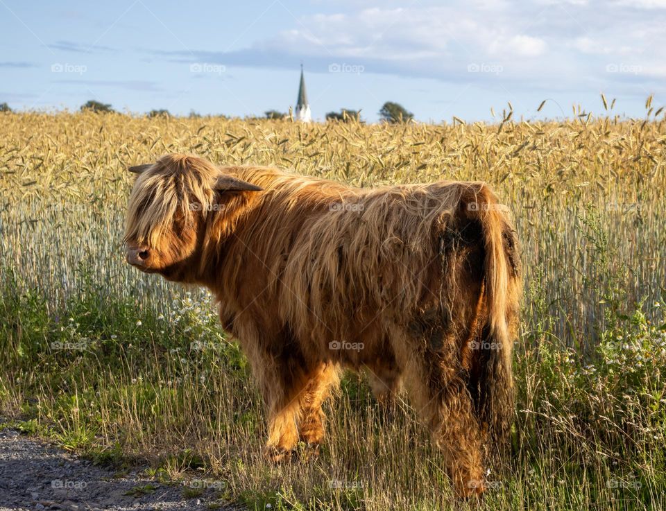 Fall light. 
fall nature 
fall animals 
fall at countryside 
❤️🧡💛💚💙💜❤️🧡💛💚