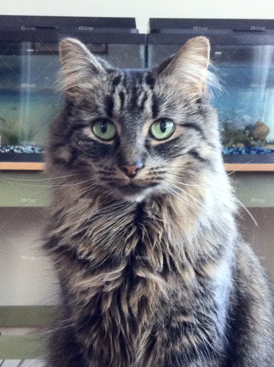 green grey cat usa by dodgercraz