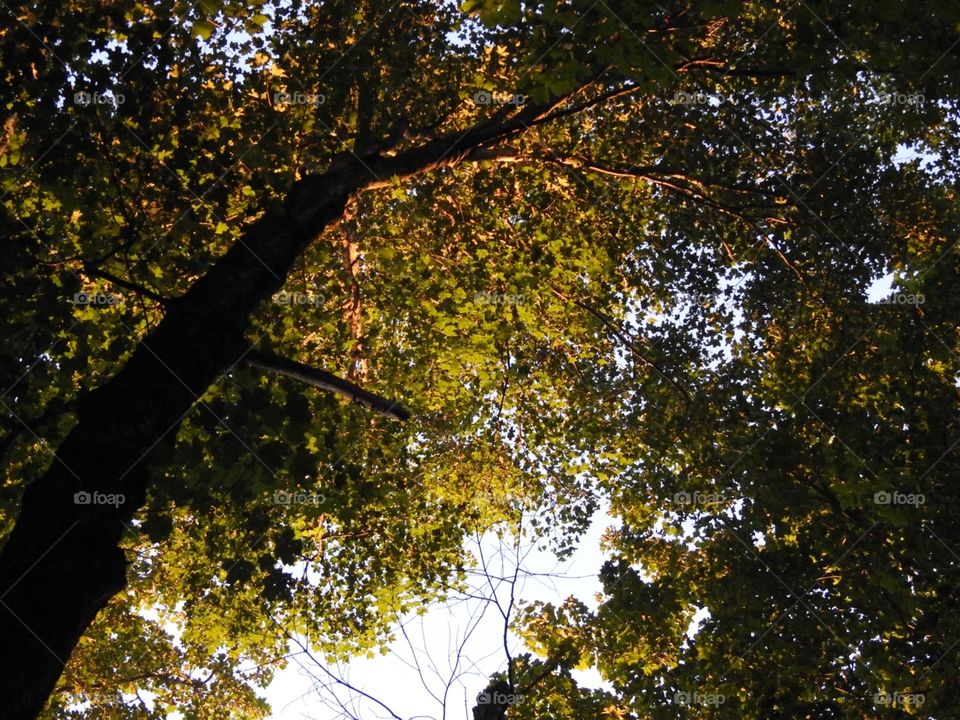 Tree, Leaf, Landscape, Wood, Fall