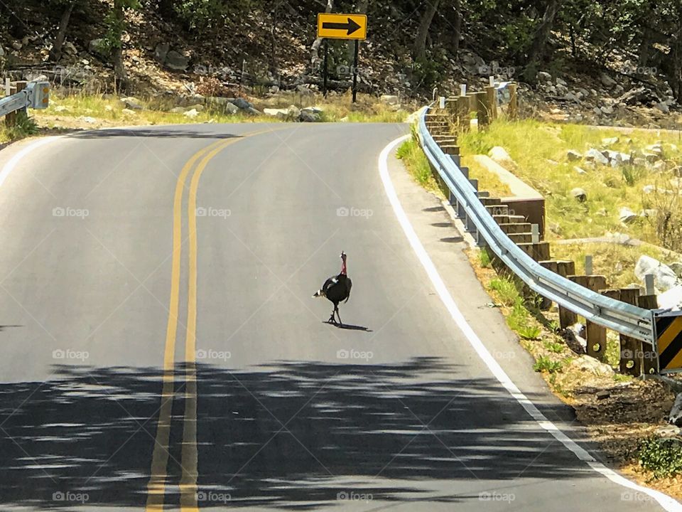 Road Trip - playing chicken with a Turkey 