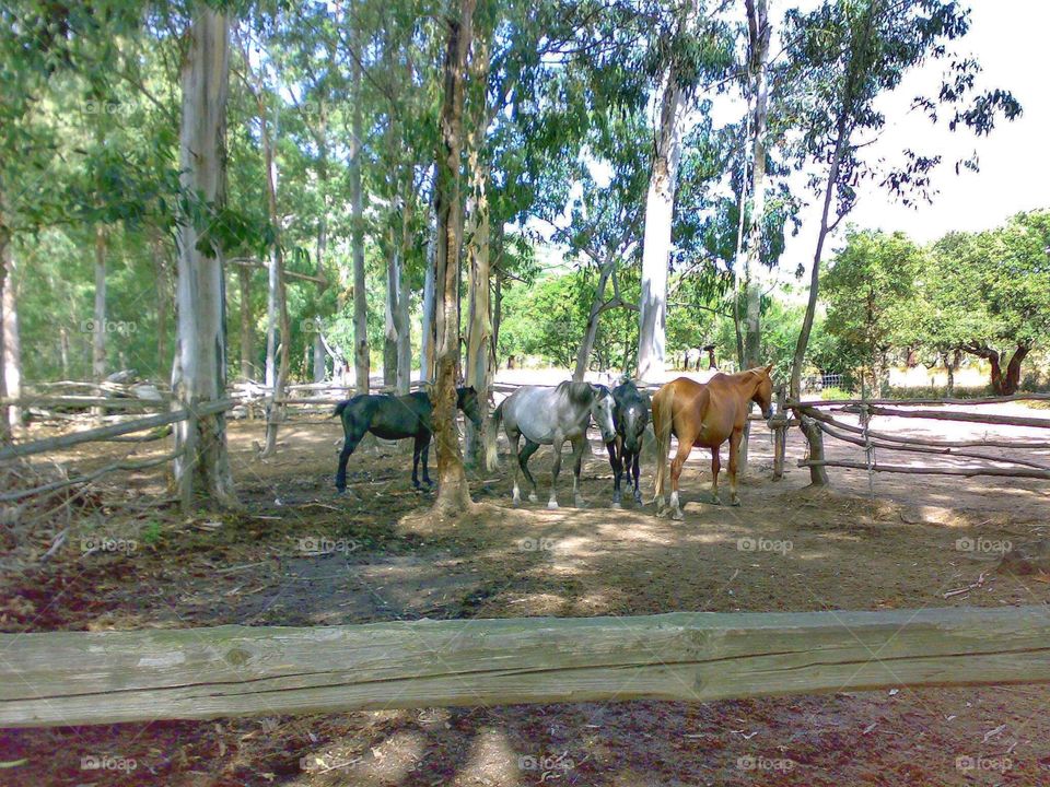 Majestic horses