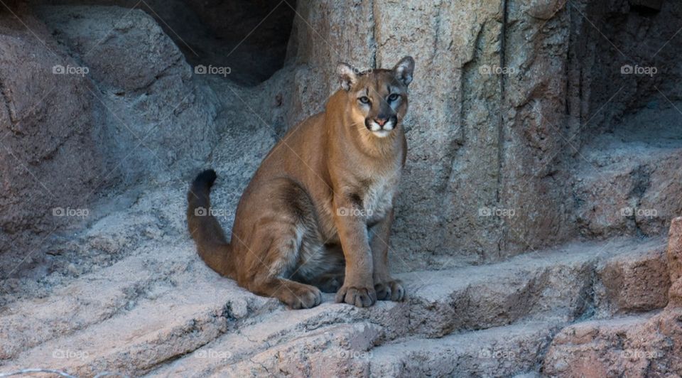 Mountain Lion Puma