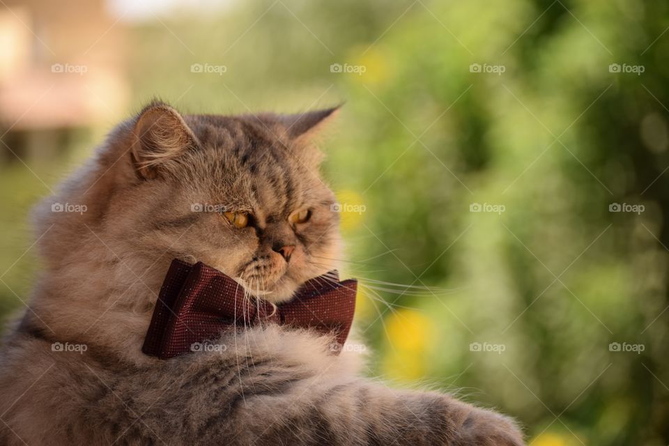 My Lovely Cute Cat Wearing His Bow 