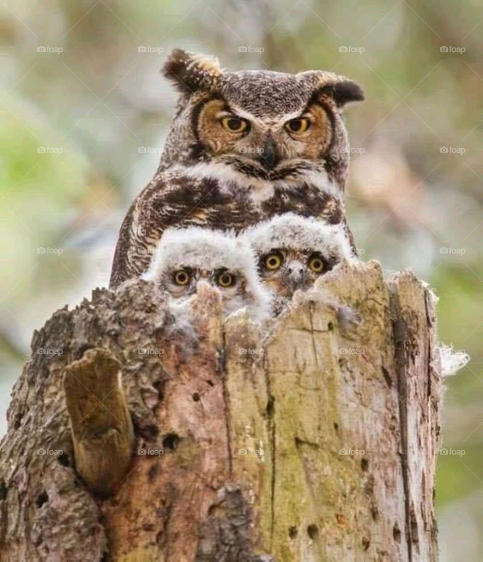 Amazing Owl