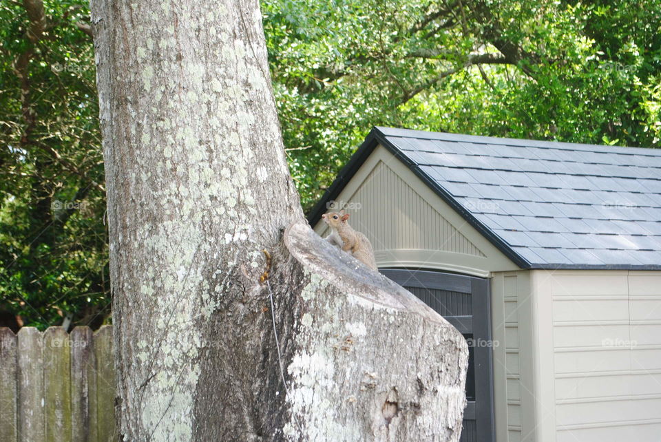 A wild squirrel on a tree